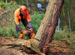 Maple Glen, PA Tree Removal and Landscaping Services Company